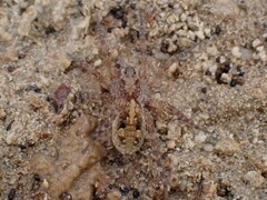 Tetralycosa