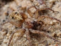Tetralycosa
