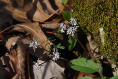 Erigenia bulbosa