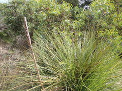 Xanthorrhoea
