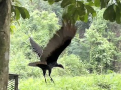 Cathartes burrovianus