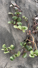 Calystegia soldanella