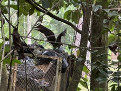 Cathartes burrovianus