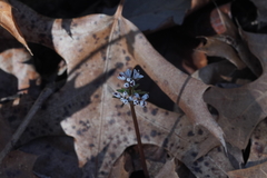 Erigenia bulbosa
