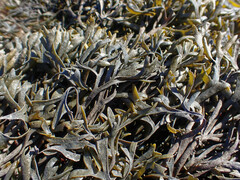 Pelvetia canaliculata