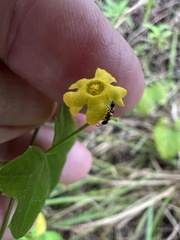Pseudomyrmex ejectus
