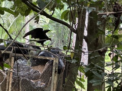 Cathartes burrovianus