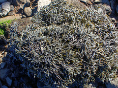 Pelvetia canaliculata
