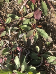 Limonium carolinianum