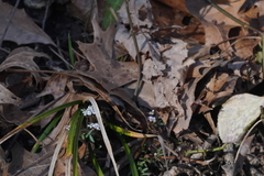 Erigenia bulbosa