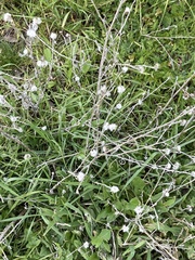 Micropus californicus