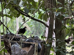 Cathartes burrovianus