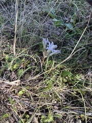 Androstephium coeruleum