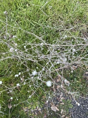 Micropus californicus