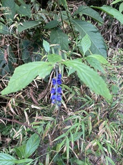 Salvia connivens