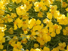 Psilostrophe cooperi