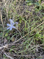 Androstephium coeruleum