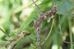Puccinia malvacearum