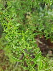 Searsia rigida
