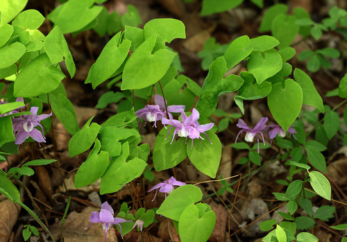 Large-calyx epimedium (Epimedium macrosepalum)