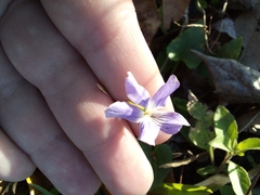 Viola floridana