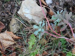Euphorbia nicaeensis