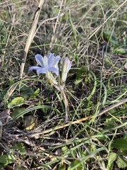 Androstephium coeruleum