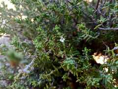 Micromeria hyssopifolia