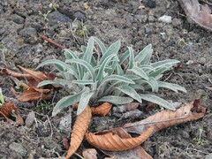 Euphorbia nicaeensis
