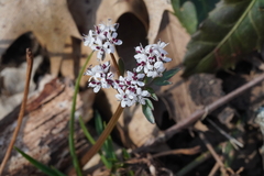 Erigenia bulbosa