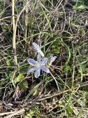 Androstephium coeruleum