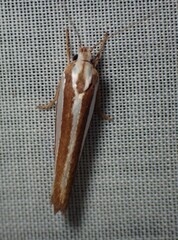 Catoryctis subparallela