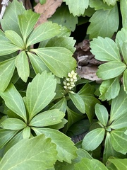 Pachysandra terminalis