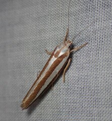 Catoryctis subparallela