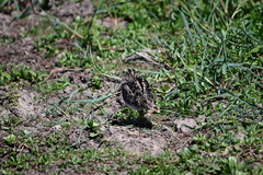 Gallinago paraguaiae