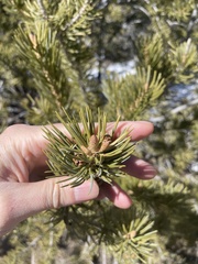 Pinus cembroides bicolor