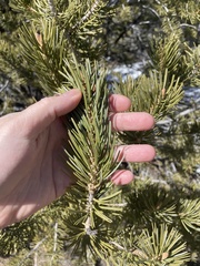 Pinus cembroides bicolor