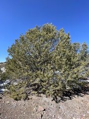 Pinus cembroides bicolor
