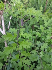 Phacelia congesta