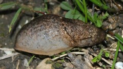 Tandonia sowerbyi