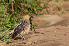 Leptodactylus latrans
