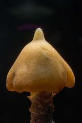 Psilocybe zapotecorum