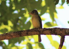 Empidonax difficilis