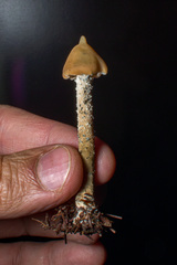 Psilocybe zapotecorum