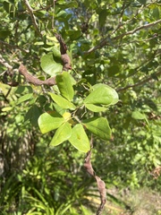 Pithecellobium keyense