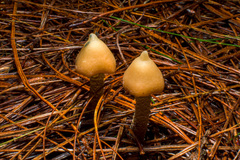 Psilocybe zapotecorum