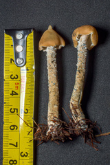 Psilocybe zapotecorum