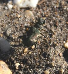 Cicindela hybrida