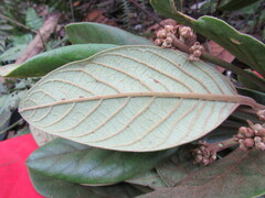 Persea bernardii