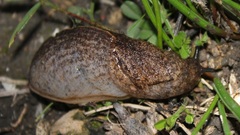 Tandonia sowerbyi